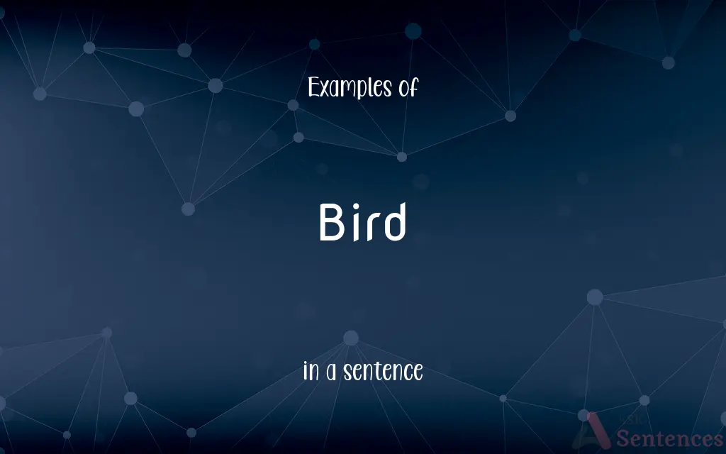 Bird