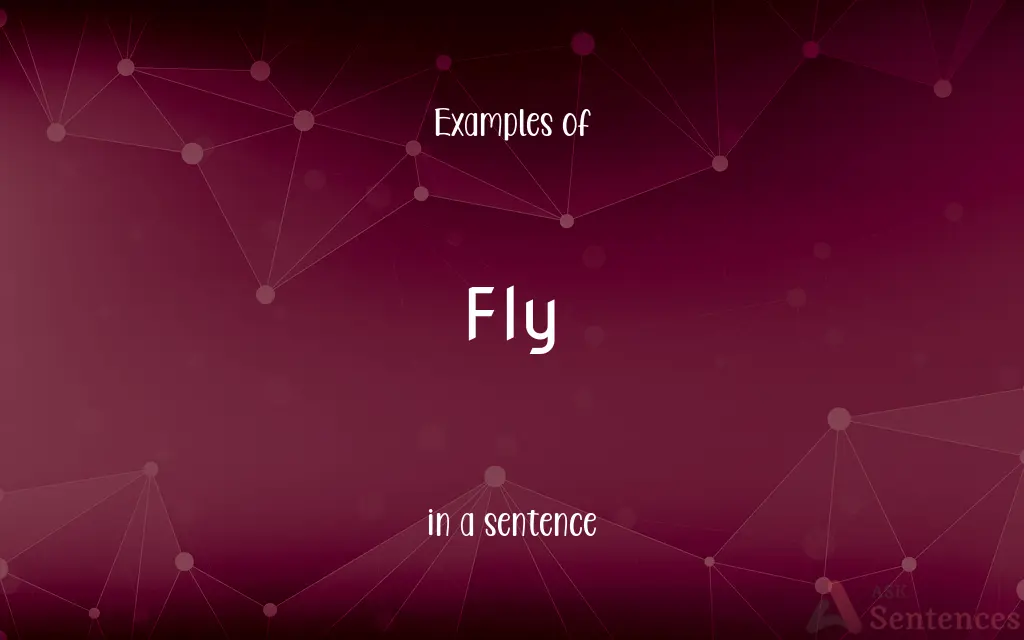 Fly