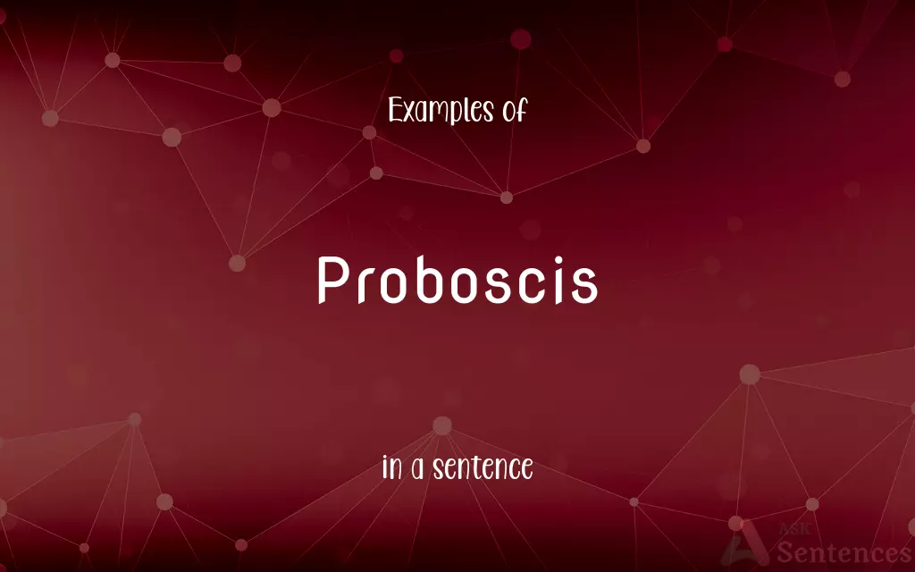 Proboscis