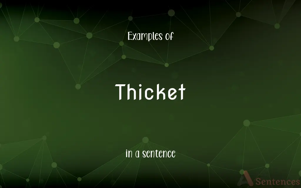 Thicket